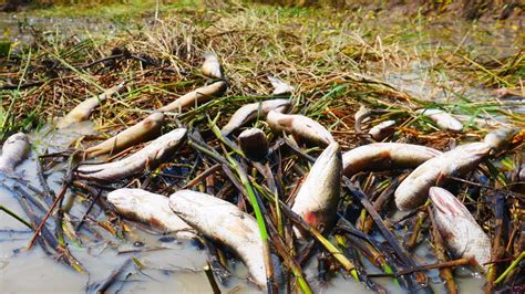 Amazing Fishing Video A Fisherman Skill A Lot Of Catch Fish In Mud