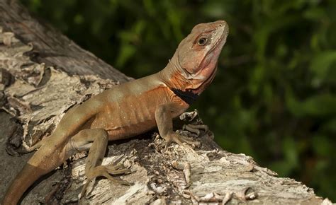 Lagarto Y Su Collar Gruñidor Del Sur Lagarto De Corbata