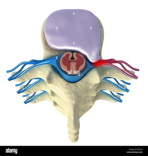 Intervertebral Disc Hi Res Stock Photography And Images Alamy