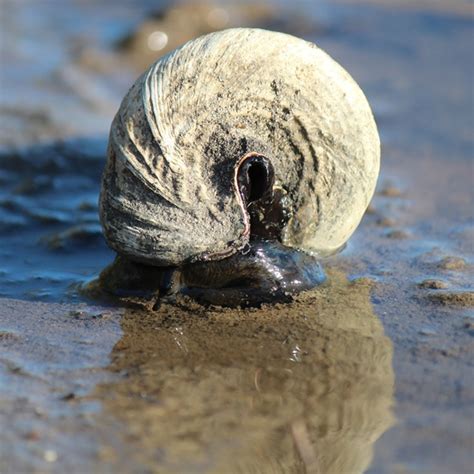 Telescope Shell Creeper Or Mud Whelk Project Noah