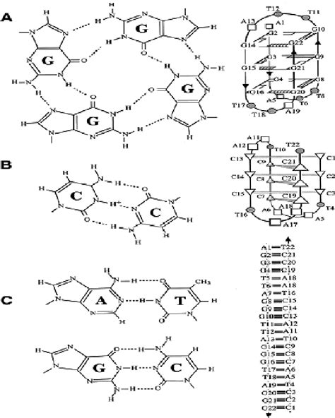 Base Pairing In G Tetrad I Motif And B Form Of Dna A G Tetrad