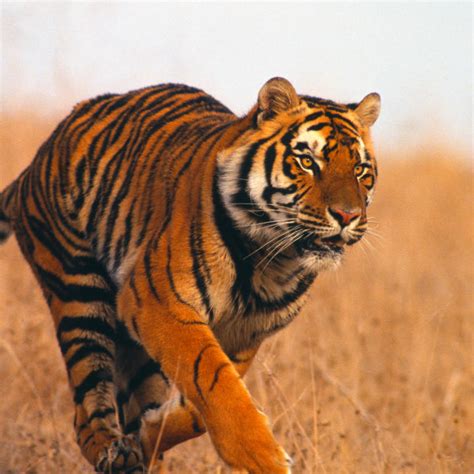 Endangered Species | Endangered Species | Animal Planet