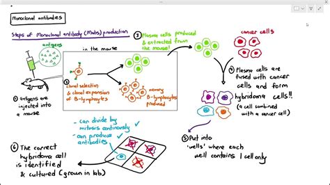 11 11 Monoclonal Antibodies Cambridge As A Level Biology 9700 Youtube