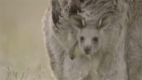 362 Joey Kangaroo Pouch Stock Videos Footage And 4k Video Clips Getty Images