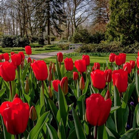 Visit the Flower Parade in Holland | Tulip garden amsterdam, Tulips ...