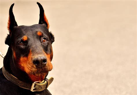 Más de 50 000 imágenes gratis de Perro Doberman y Perro Pixabay