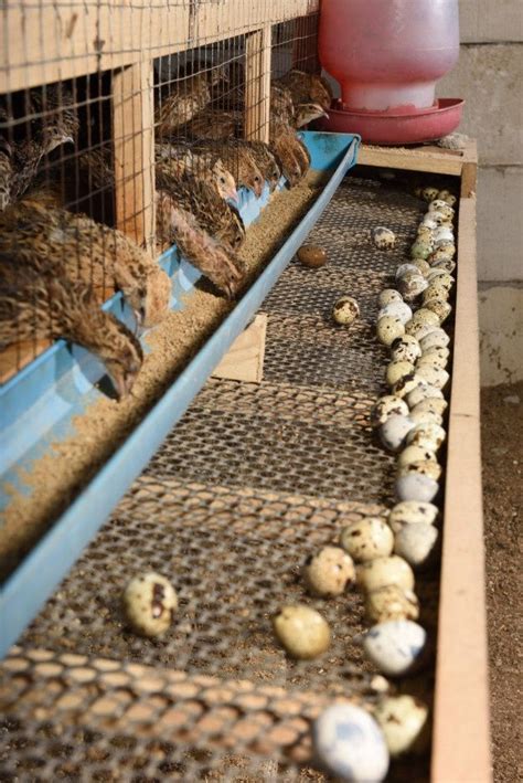 Codorna E Ovos Em Uma Gaiola Em Uma Fazenda Coop De Codorna Ninhos