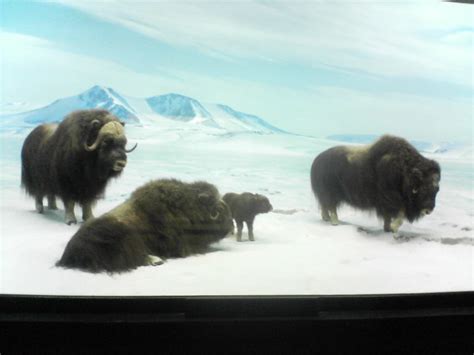 Musk Ox At The Museum Of Natural History Musk Ox Mai Le Flickr