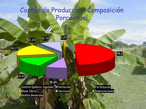 PPT REACCIÓN DE CULTIVARES DE PLATÁNOS Y CAMBURES A LA SIGATOKA NEGRA