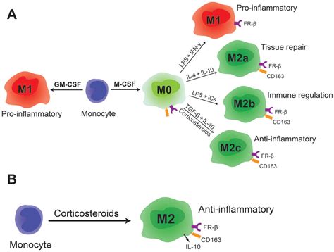 Folate Receptor Expression By Human Monocytederived Macrophage