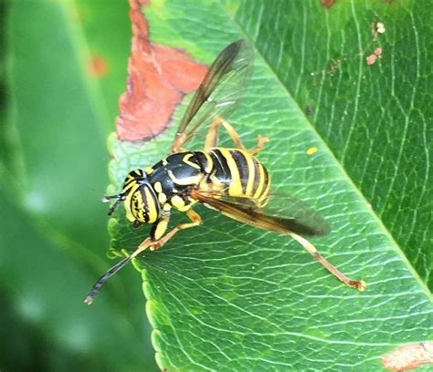 Eastern Hornet Fly EwA Guide To The Insects And Spiders Of The Fells