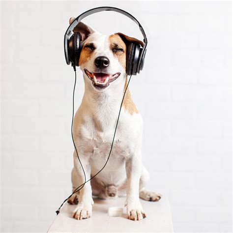 Best Podcasts For Dog Lovers Tastybone