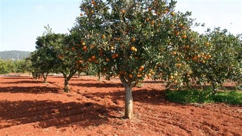 Agricultura Resuelve La Concesi N De Las Ayudas Por La Invasi N De