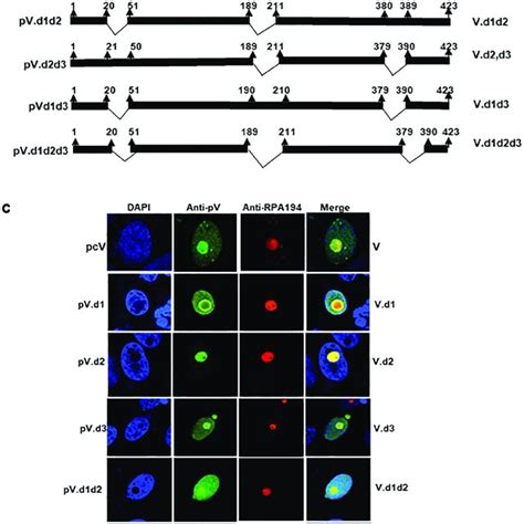 Analysis Of Badv Pv Nuclear Localization Signals A Schematic