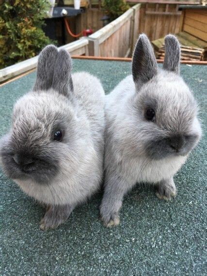 Grey Dwarf Bunnies