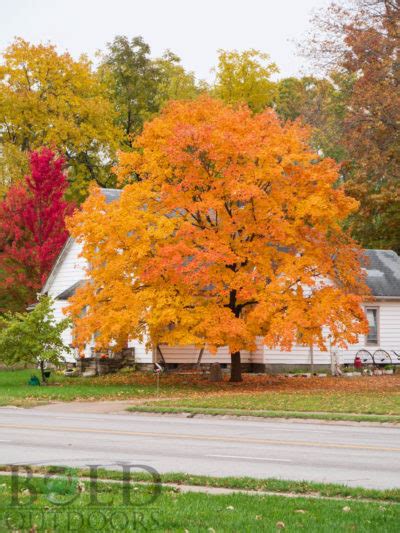 Fall Fiesta Sugar Maple | Bold Outdoors