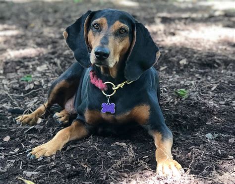 Black & Tan Coonhound Breed Information Guide: Facts & Pictures | BARK