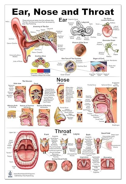 Ear Nose And Throat Diagram