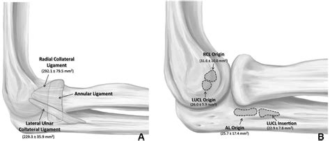 The Lateral Collateral Ligament Complex Of The Elbow Quantitative Anatomic Analysis Of The