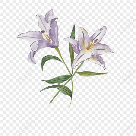 Watercolor Lily Flower Watercolor Lily Watercolor Flowers Free PNG