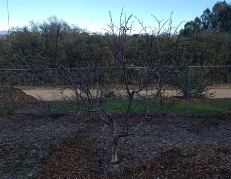 Think About Sunshine When Pruning Deciduous Fruit Trees Greg Alders