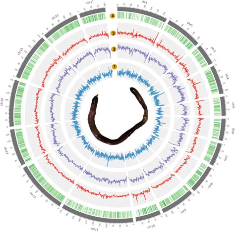 A Chromosome Level Genome Assembly Of A Deep Sea Symbiotic Aplacophora