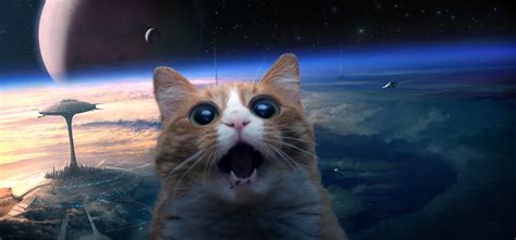 🔥 [30+] Space Cats HD Wallpapers | WallpaperSafari