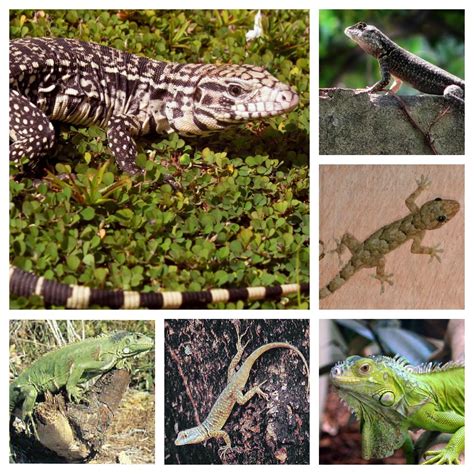 Vento Nordeste A Surpreendente E Bela Fauna Da Caatinga