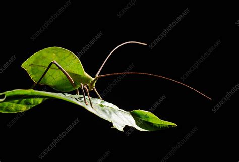 Green Leaf katydid - Stock Image - C037/3810 - Science Photo Library