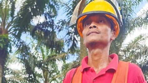 Palm Oil News The Loyalty Of Gunawan As Harvester For More Than 10