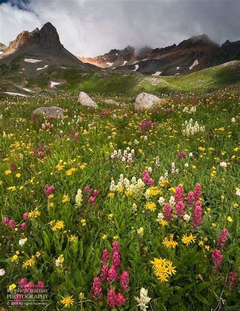 17 Best images about COLORADO WILDFLOWERS on Pinterest | Yellow ...