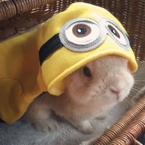 Bunny Minion まり坊＆ゆきんこ Maribowstagram On Instagram Minions Costume🐰