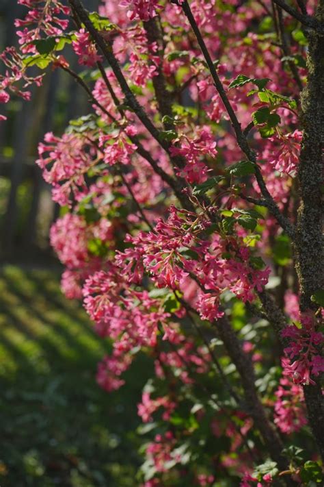 Free Images Tree Blossom Fruit Leaf Flower Bloom Bush Food