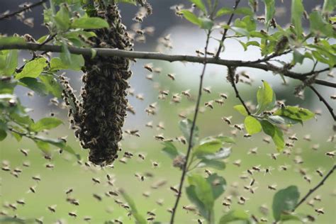 Why And How Bees Swarm Perfectbee