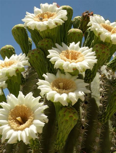 Saguaro Flowers | Desert flowers, Cactus flower, Blooming cactus