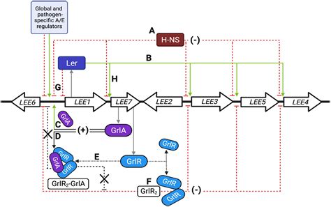 Frontiers Grlr A Negative Regulator In Enteropathogenic E Coli