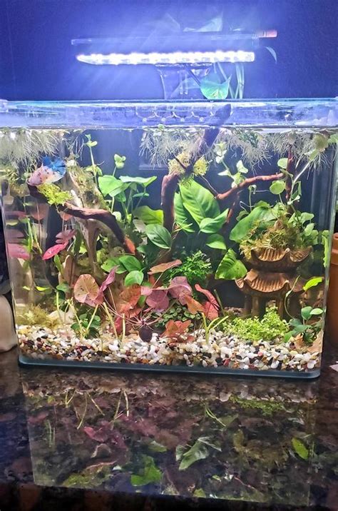 Imagitarium Frameless Freshwater Aquarium Kit Gal Petco