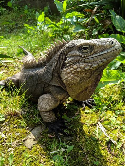 Cuban Rock Iguana Clyde Peelings Reptiland