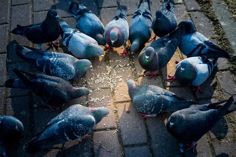 Foto De Um Grupo De Pombos Comendo Milho Imagem De Stock Imagem De