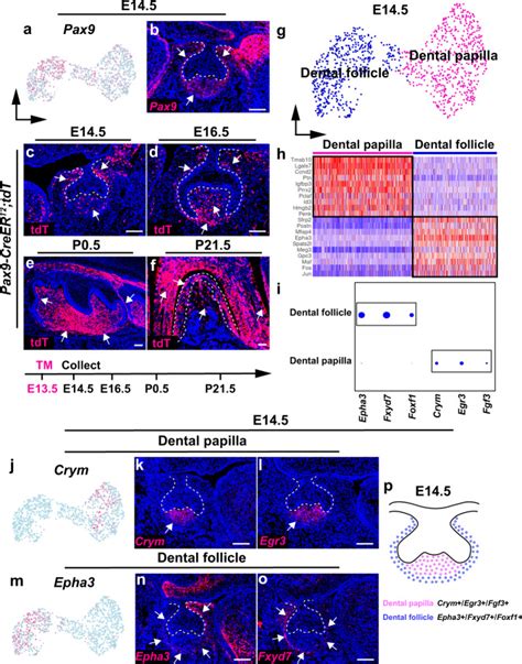 Spatiotemporal Single Cell Regulatory Atlas Reveals Neural Crest