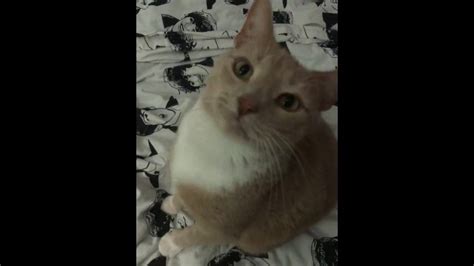 Close Up Of A Pussy Pornhub