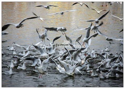 Green Lake Park Scenic Area Kunming - Green Lake Park Kunming, Green ...