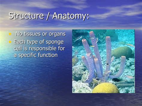 9 Phylum Porifera Notes Ppt