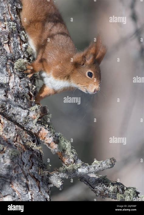 Portrait Of Red Squirrel Sciurus Vulgaris Stock Photo Alamy