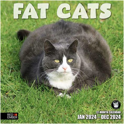 Funny Fat Cats With Captions