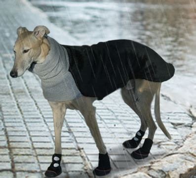 Waterproof Dog Rain Boots for Water & Mud Protection | Allldogboots.com