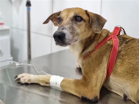 Vale A Pena Fazer Quimioterapia Em Cachorro - Quimioterapia Veterinária para Combater Câncer em Cães e Gatos