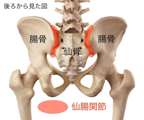 仙腸関節障害の症状と対策 Emaps株式会社