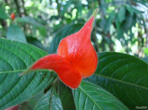 Plantas De Costa Rica