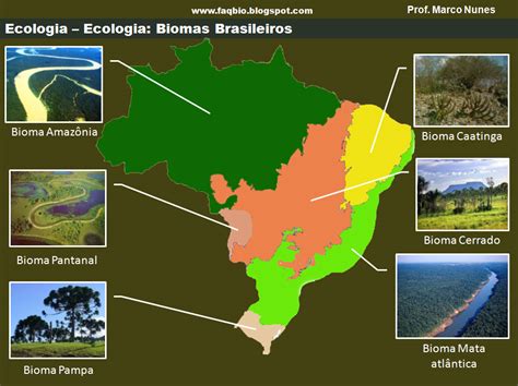 Atividade Sobre Os Biomas Brasileiros Ano Descubra O Mundo Do